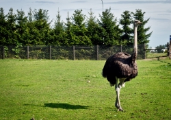 ZOO Parafialne